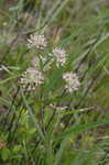 Longleaf milkweed